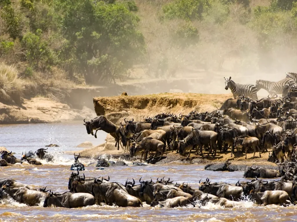 Great Wildebeest Migration Mara River Crossings