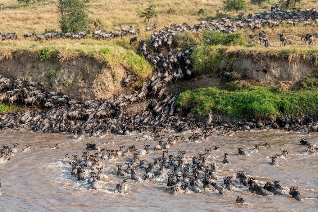 Wildebeest river crossing