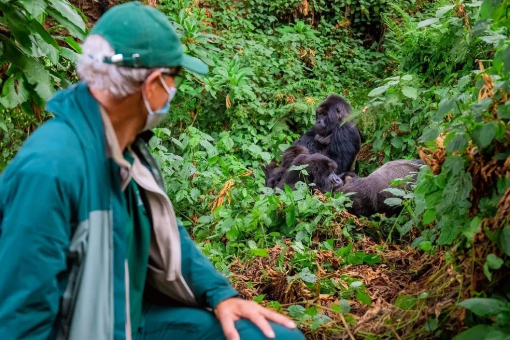 Rwanda Gorilla trekking permit Costs