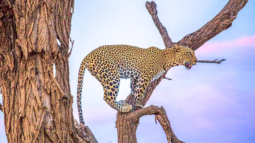Samburu Leopard