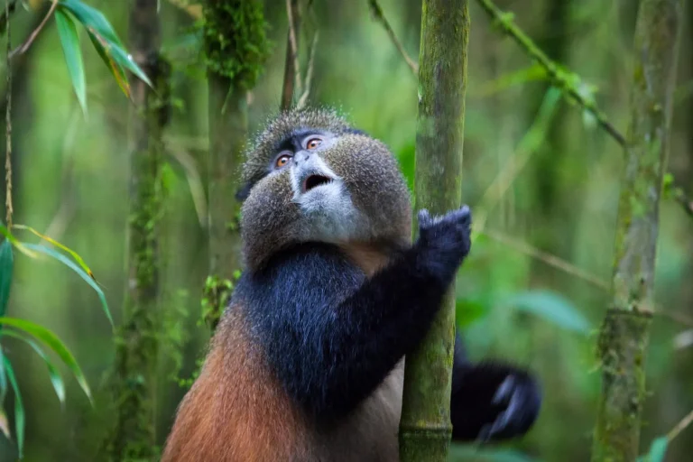 3 Days Golden Monkey Trekking Safari in Mgahinga