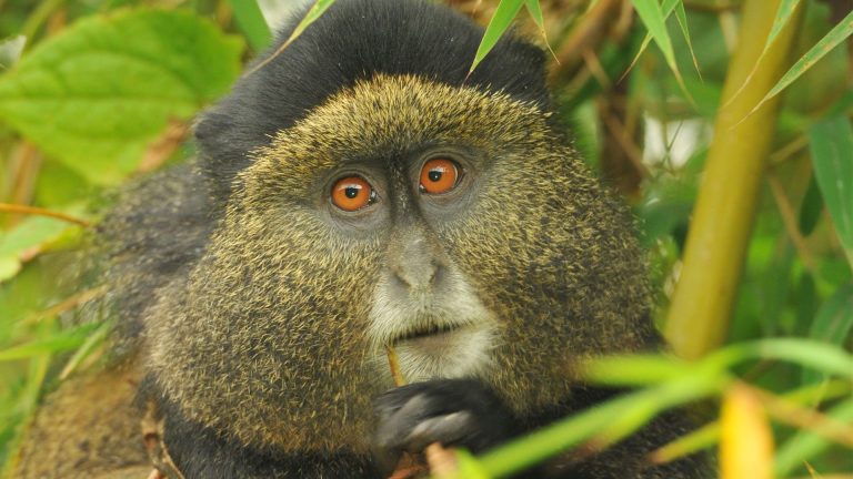 4 Days Gorilla and Golden Monkey Trekking Safari