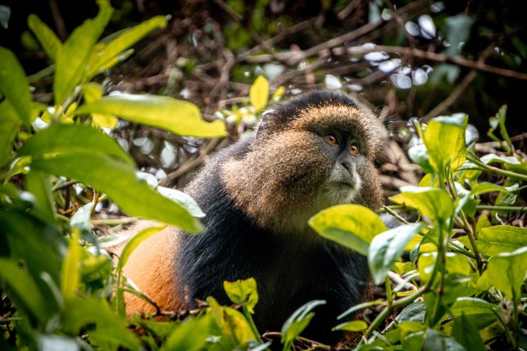 7 Days Gorilla and Golden Monkey Trekking Safari in Uganda