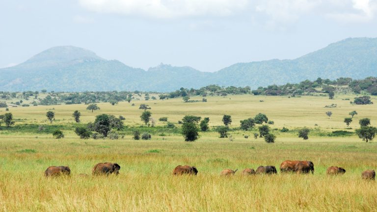 7 Days Uganda Wildlife Safari