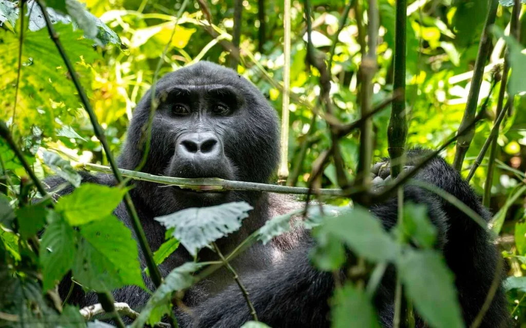 Best time for gorilla tracking in Uganda