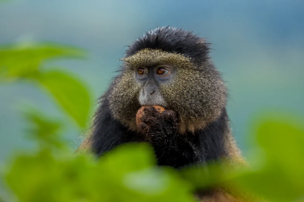 Golden monkey in Gishwati–Mukura