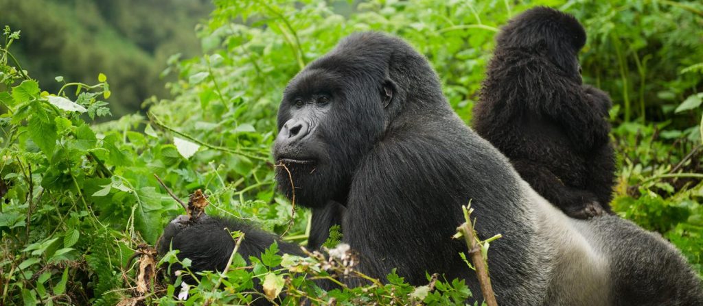 Gorilla Permit Updates