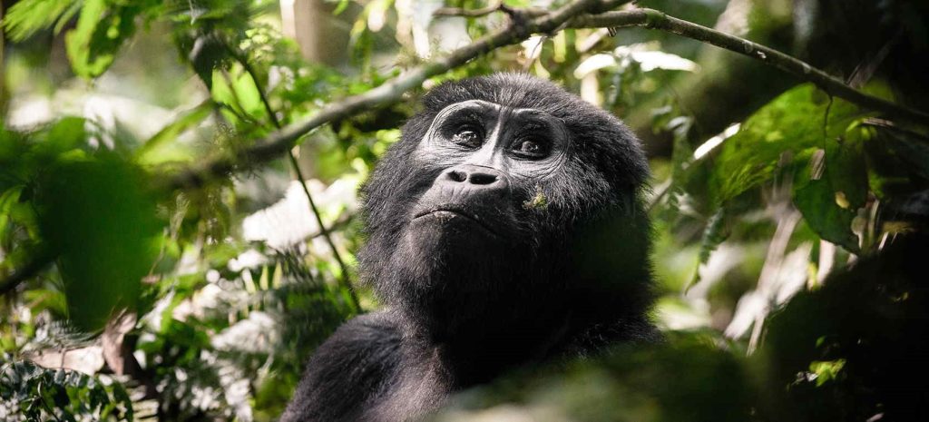Tips for Gorilla Trekking