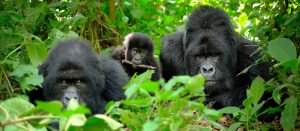 Where to see mountain gorillas in Uganda