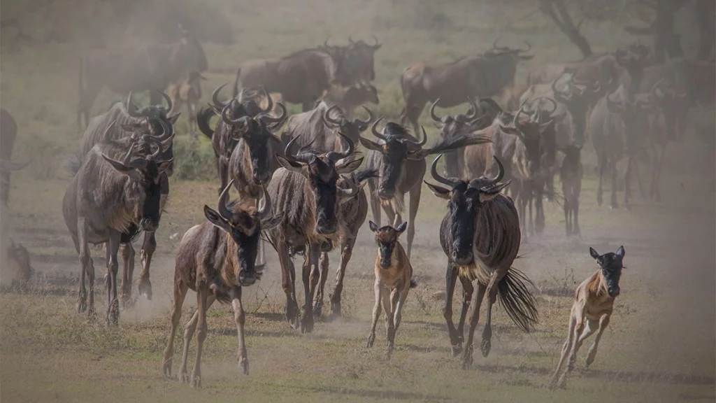 Wildebeest Calving