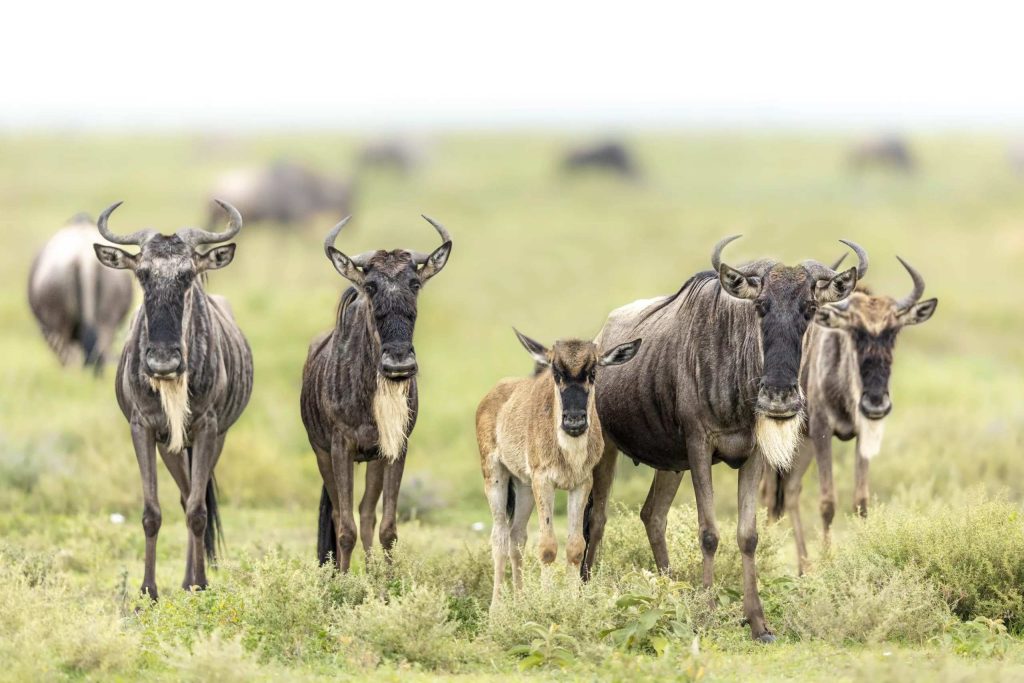 Wildebeest Migration Calving Season