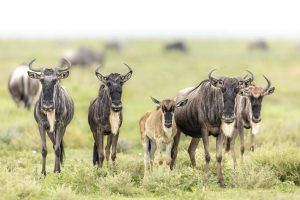 Wildebeest Migration Calving Season