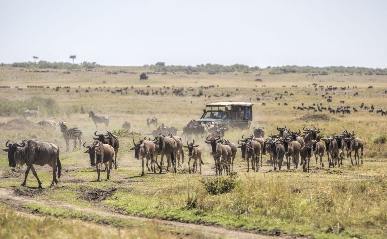 11 Days Tanzania Migration and Zanzibar Safari