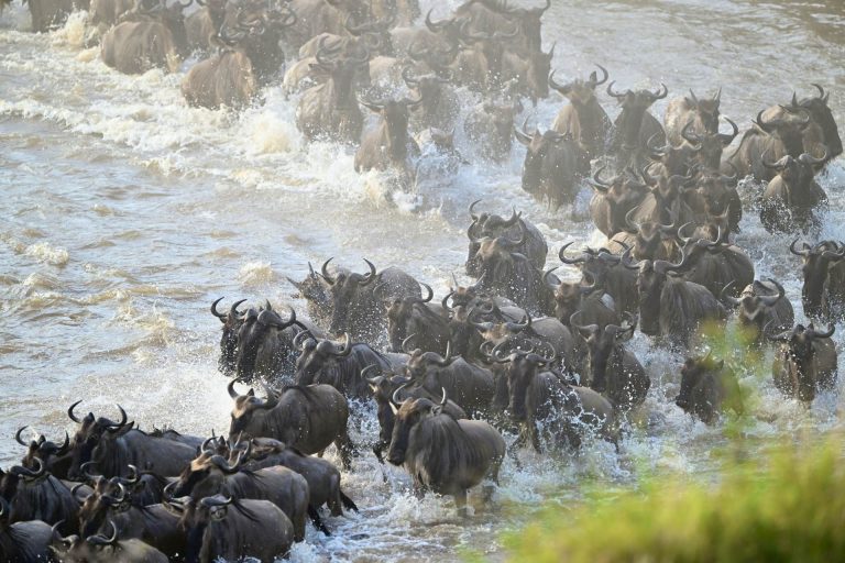 4 Days Mara River Crossing Safari
