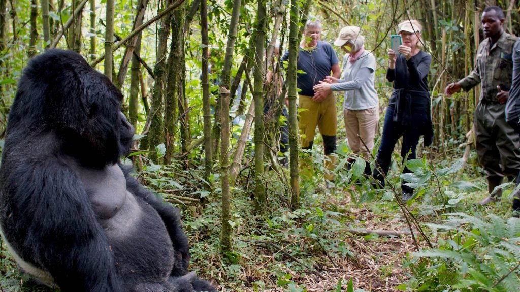 Gorilla trek