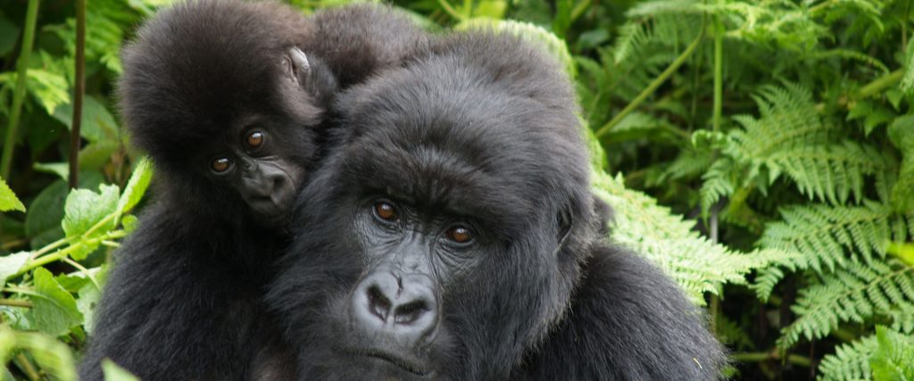 Is gorilla trekking worth it