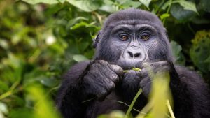 Is gorilla trekking worth it
