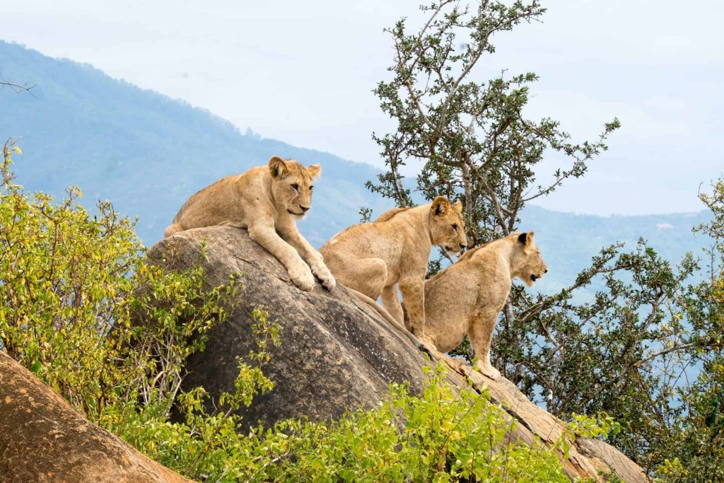 Lions in Tsavo East National Park