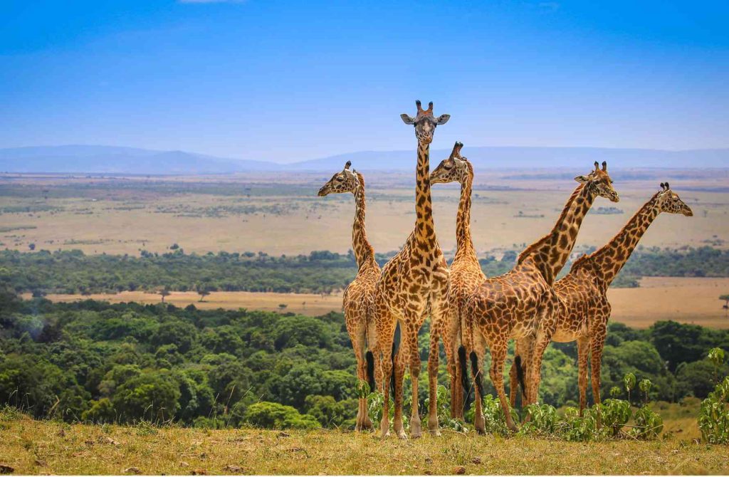 Maasai giraffes