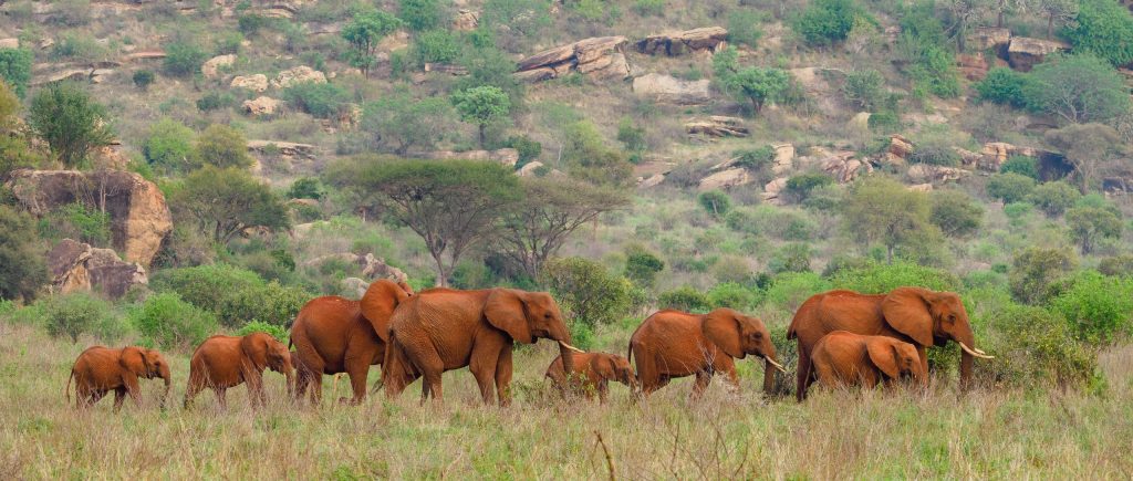 Red elephants at Tsavo West National Park