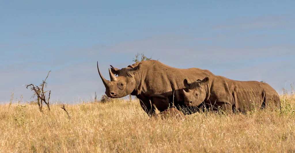 Rhinos in Lewa