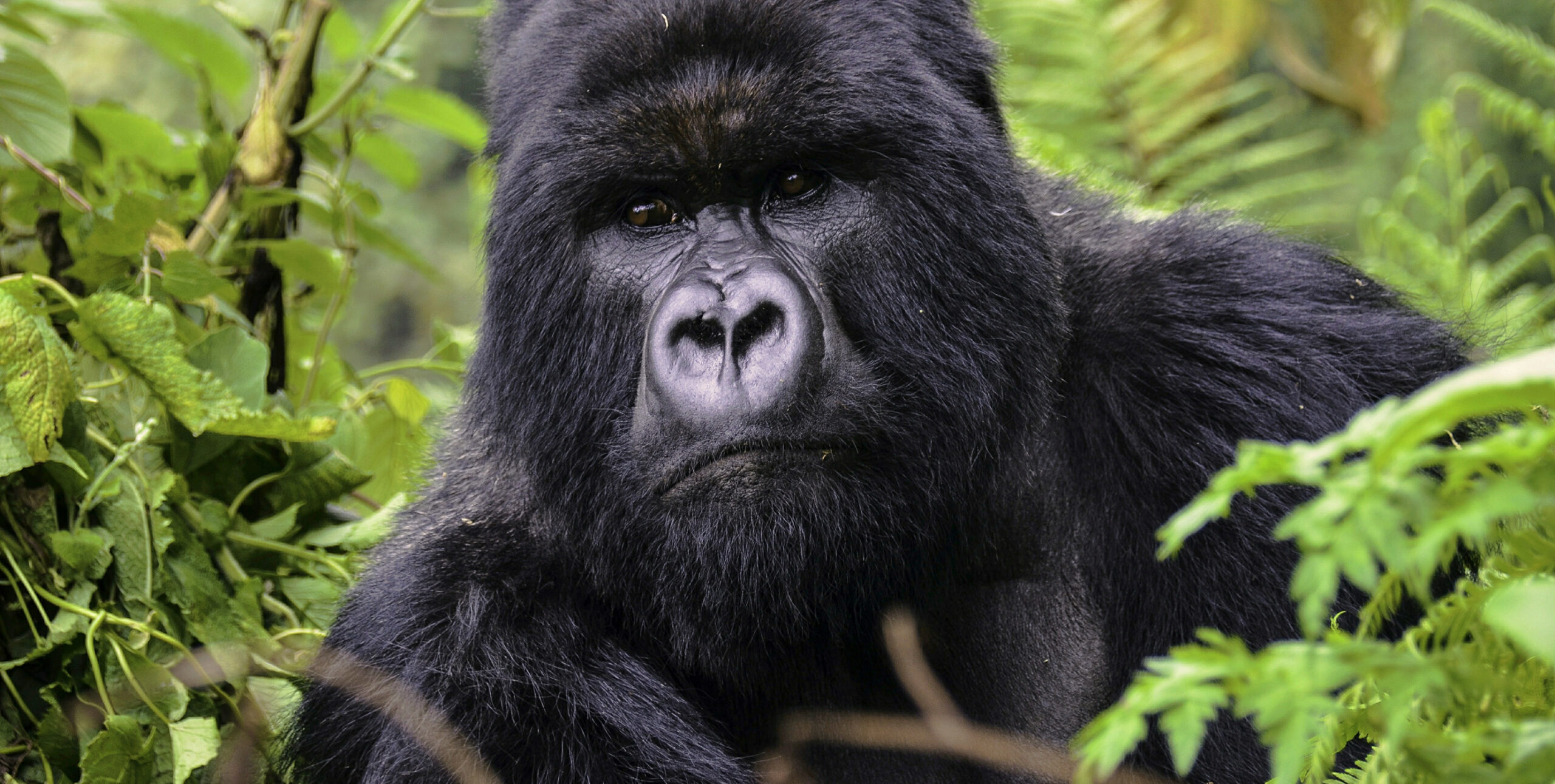 Exploit Trekking General Rules and Regulations for Gorilla Trekking