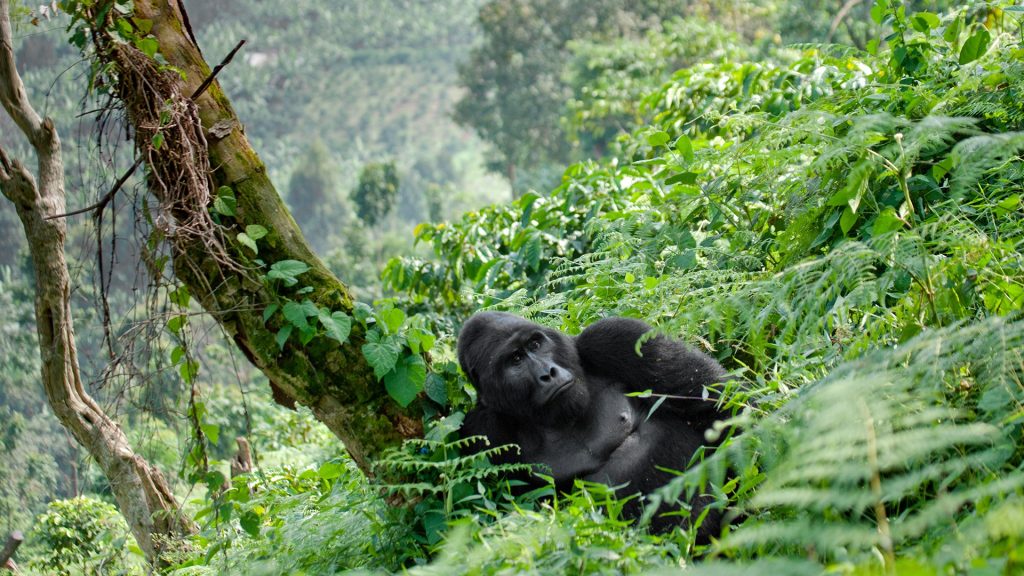 Silverback Gorilla Bwindi Uganda