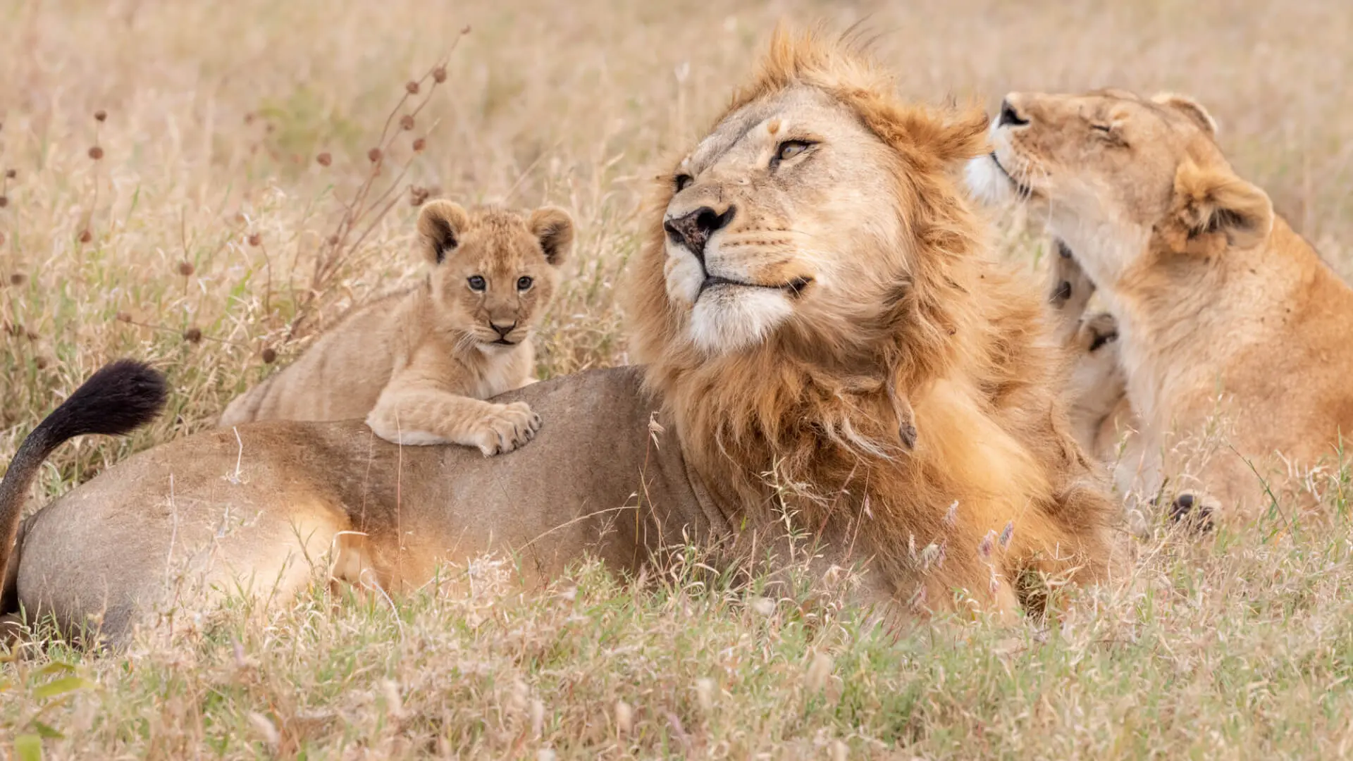 Tailor-made Africa Safaris, Trips and Vacations