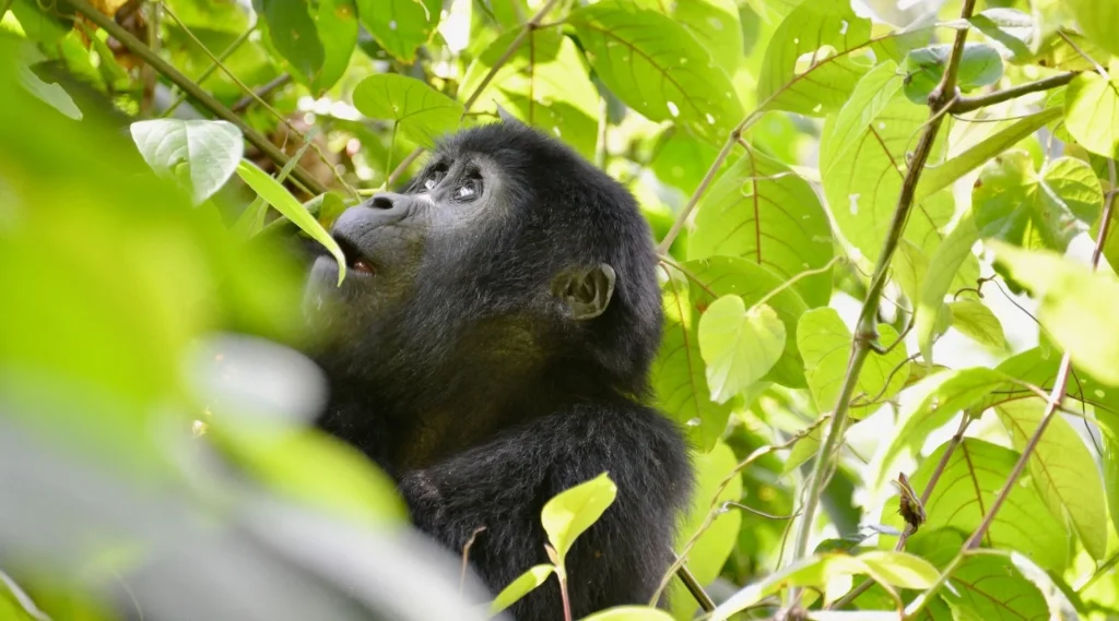 What to Expect on Gorilla Trekking