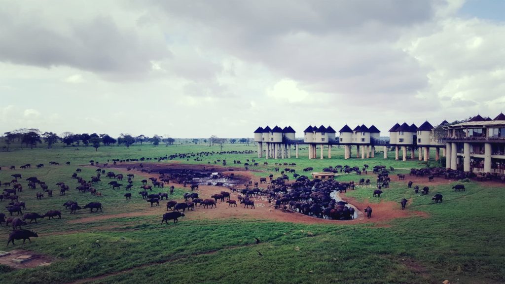 Elephants at Salt Lick Safari Lodge