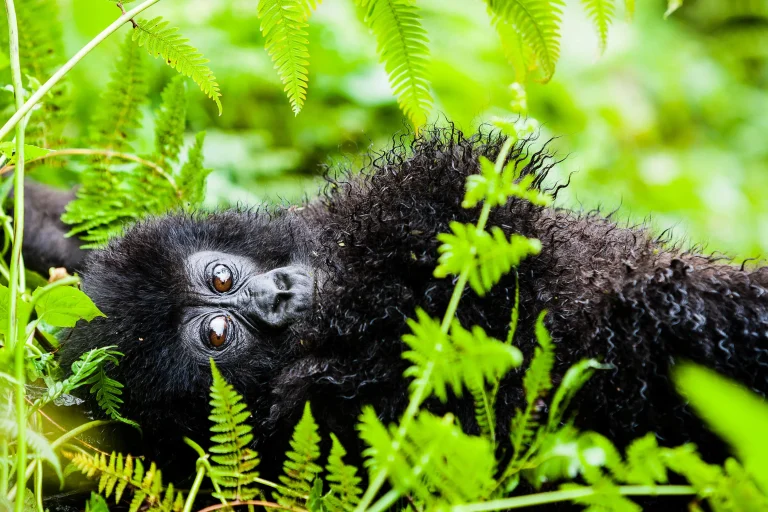 3 Days Gorilla Trekking Uganda Safari from Kigali | Bwindi Tracking