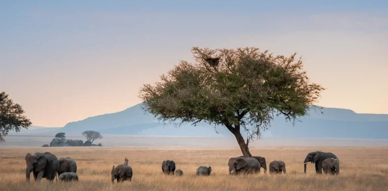 3 Days Tanzania Safari Serengeti Tour