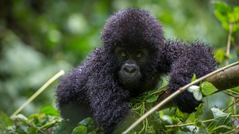 3 Days Uganda Gorilla Trekking Luxury Flying Safari