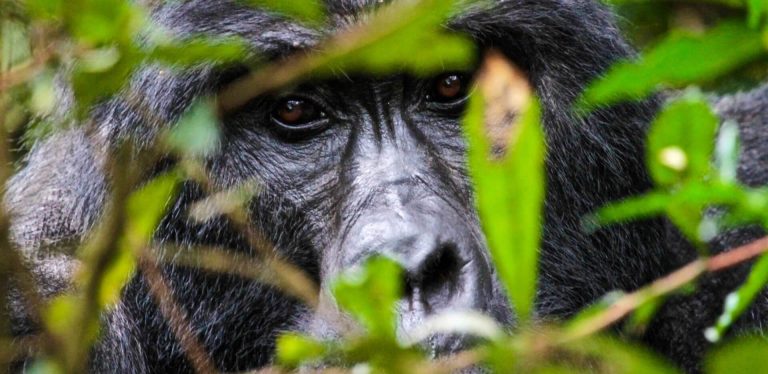 4 Days Gorilla Trekking Rwanda Safari