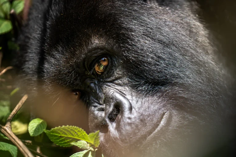 5 Days Rwanda Safari Gorilla Trekking