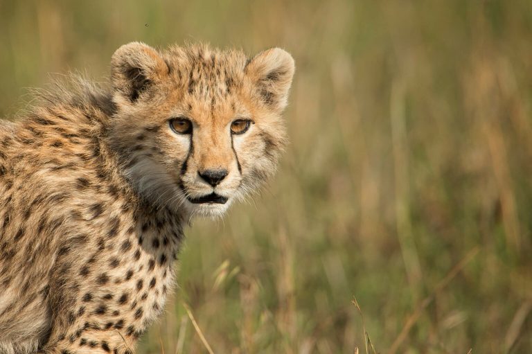 5 Days Tanzania Wildlife Safari