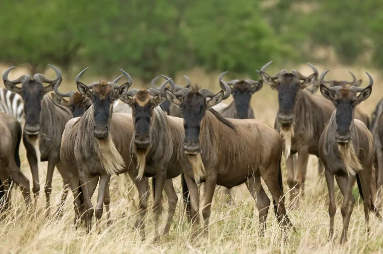 6 Days Tanzania Safari Wildlife, Wildebeest Migration & Big 5