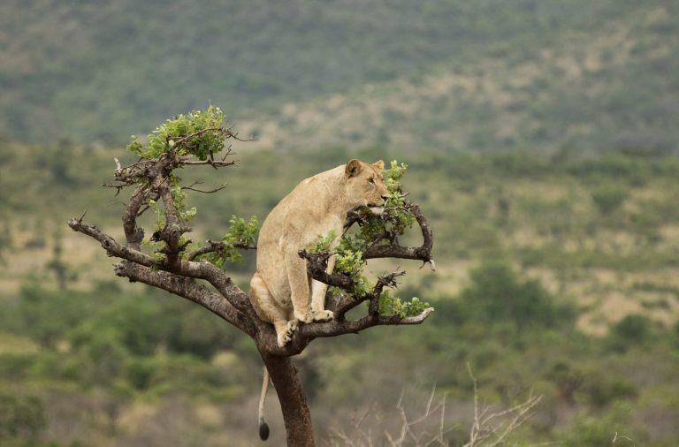 7 Days Rwanda Safari Wildlife and Gorillas
