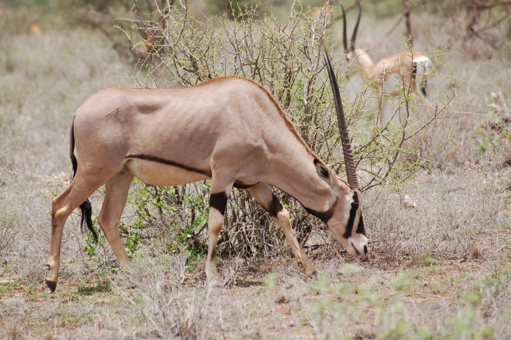 Beisa Oryx