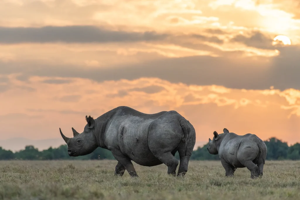 Black rhinos in Ol Pejeta