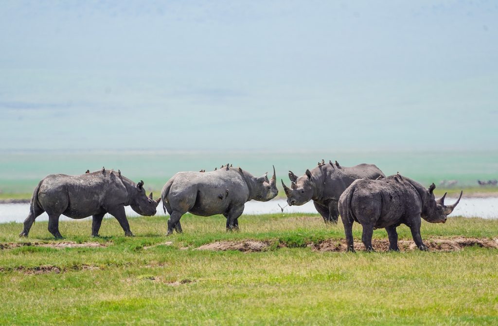 Black rhinos in the Ngorongoro Crater