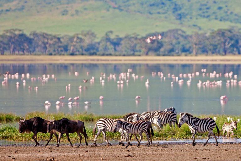 Exclusive 8 Days Northern Tanzania Safari