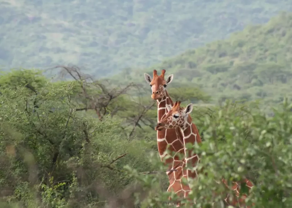 Giraffe in Il Ngwesi Conservancy