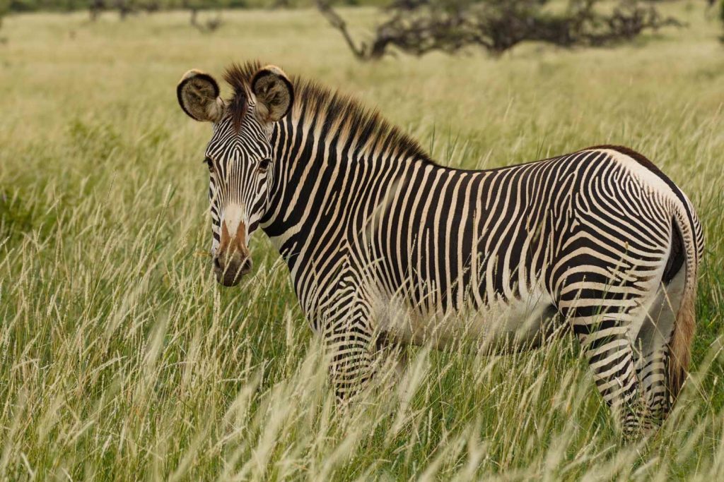 Grevy's Zebra
