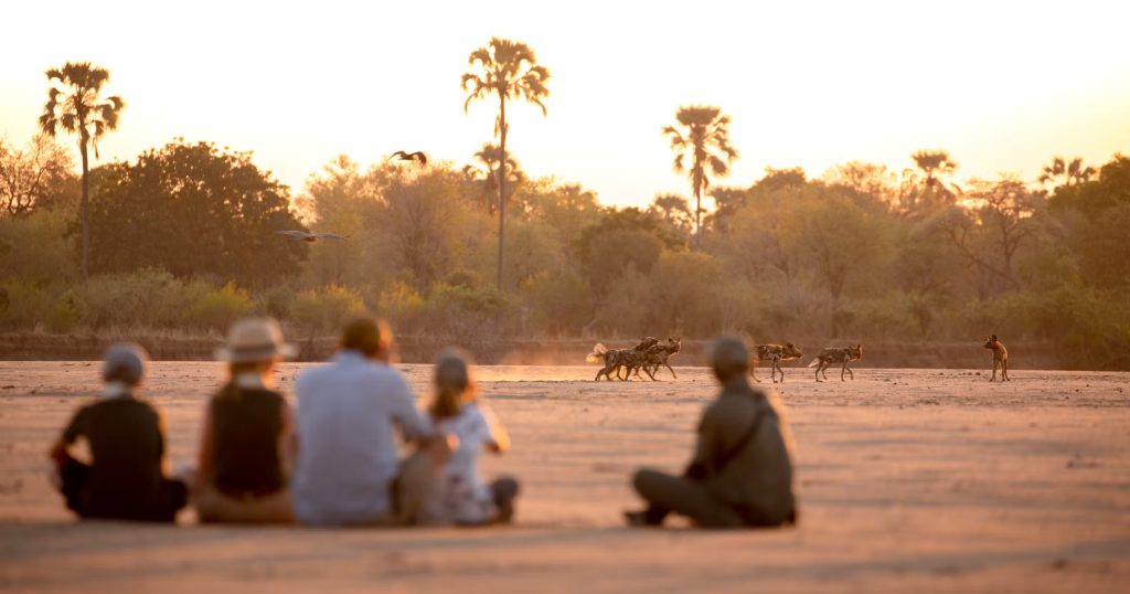 Guided Walking Safaris and Tours