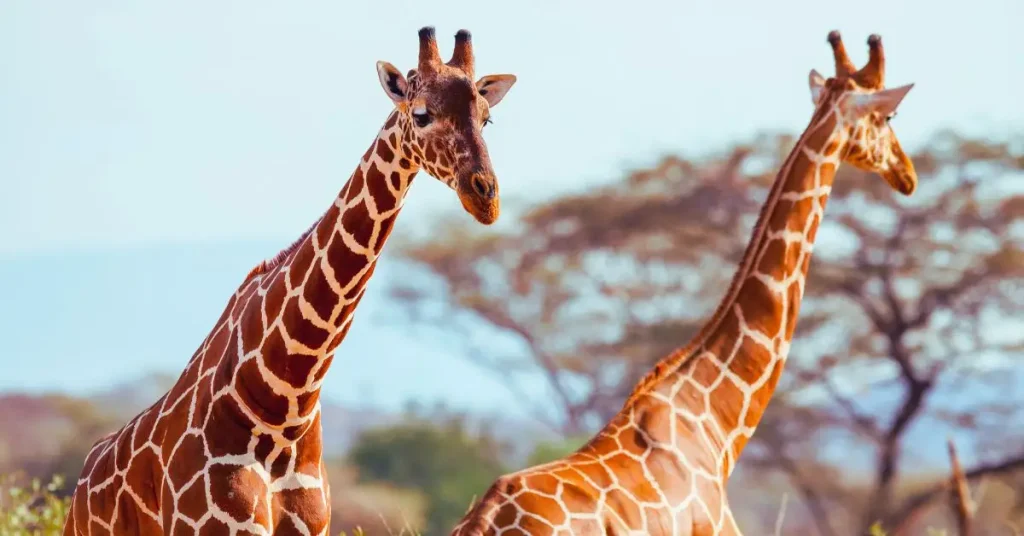 Reticulated Giraffe Unique