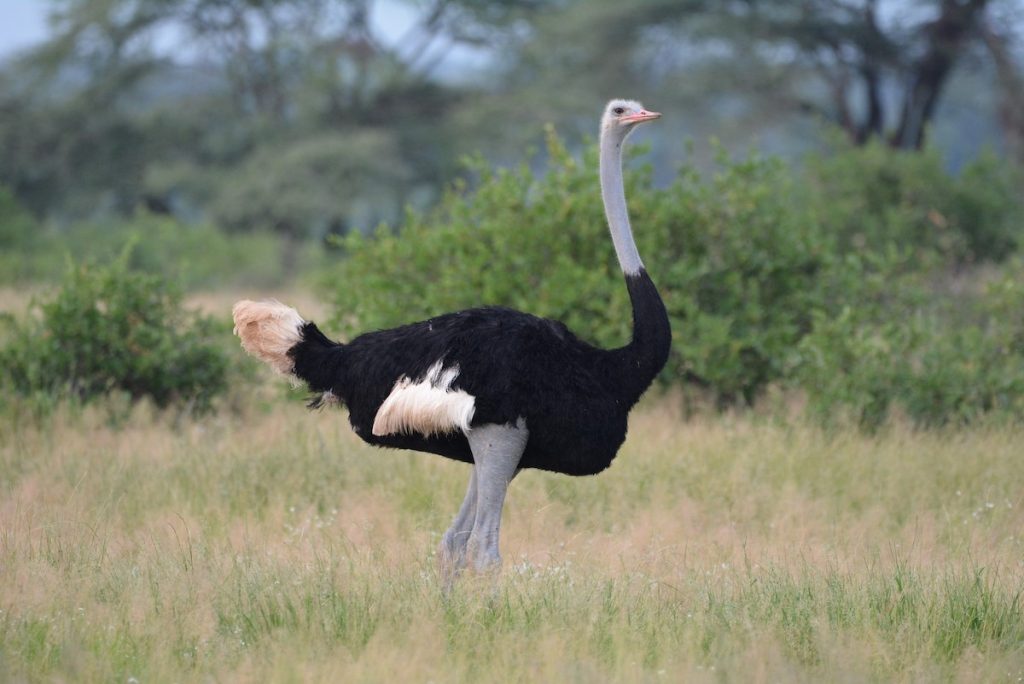 Somali Ostrich