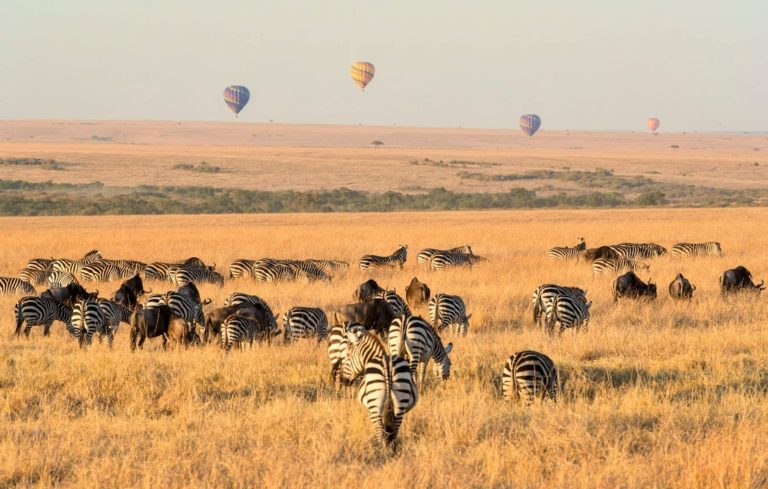 5 Days Masai Mara Wildebeest Migration Safari