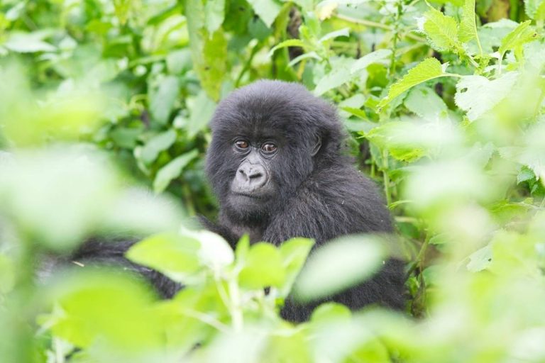 6 Days Uganda Gorilla Trekking and Walking Safari
