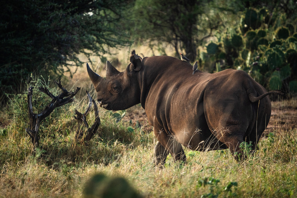 Black rhino in Loisaba
